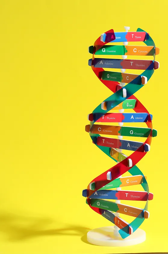 DNA Helix